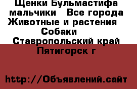 Щенки Бульмастифа мальчики - Все города Животные и растения » Собаки   . Ставропольский край,Пятигорск г.